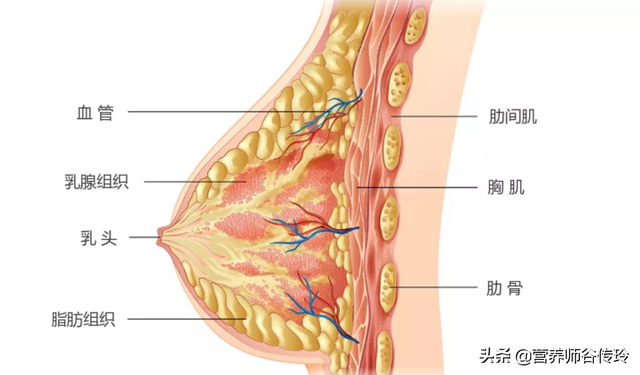 丰胸传言一箩筐，有两个管用