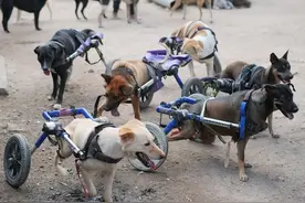 一群残疾狗狗的收容所，一狗一轮椅，画面有趣又暖心图片