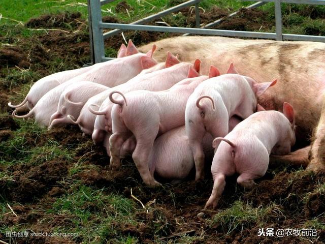 低蛋白日粮在母猪饲养中有什么好处？先搞清楚氨基酸的营养作用！