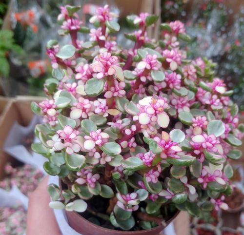 粉绿的雅乐之舞,比其他多肉都皮实,平常要"砍头"长出一大盆有些植物