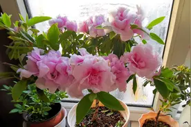 买回来的杜鹃花怎么就突然倒头了？图片