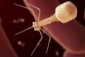 经典双螺旋结构更新了！《科学》：这些病毒的DNA，拥有“第5种碱基”图片