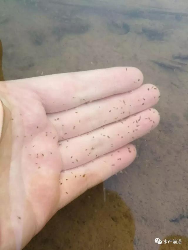 氨氮、亚硝酸盐超标将给虾蟹苗带来这些危害！虾蟹苗中毒怎么办？