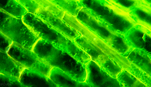 中学生物精美GIF动图来啦