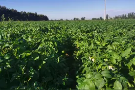 小小马铃薯延伸群众增收致富路图片