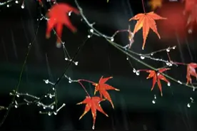 《黄帝内经》：寒露至，秋寒渐浓，三个养生“诀窍”不可错过图片