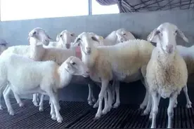 【微课堂】简易养羊打针法，让你养羊一年省下几万块！图片