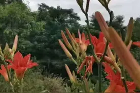 张连卖布(眉户)图片