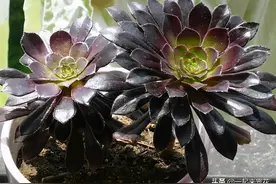秋天养黑法师，虐一虐，催新芽爆侧笋，长成悬崖老桩图片