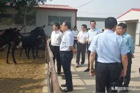 德州驴国家级保种场验收现场图片
