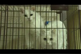 「经济关注」宠物医生职业从冷门走向热门（三）图片