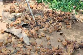 土鸡技术：啥叫禽流感？养鸡的为啥听到禽流感都很害怕？图片