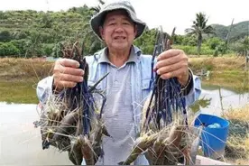 越南虾王现身长江流域，一次产卵几千粒，会在我国泛滥成灾吗图片