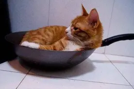 越南每年吃掉400万只猫，为何中国人不吃，《本草纲目》讲出原因图片