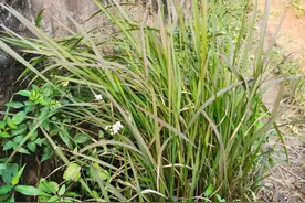 茅草根一种农村常见野草，功能强大，可食用也可药用图片