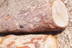 世上最坚硬的树木：放到水里也不会腐烂，能和铁器相抗衡！视频封面