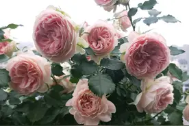 月季花长出来的新叶片怎么全发黄了，是肥害吗？看不到虫害图片