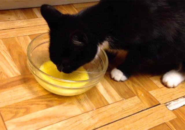 鐖辩尗琛ュ厖鐗涚：閰搁€斿緞澶氭牱锛屼絾閾插睅瀹橀渶鐭ワ細楦¤泲鍠傞鍐嶅涔熸棤鏁? onerror=