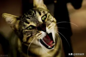猫不停地叫，可能是有所需求，主要可以从这三个方面考虑解决图片