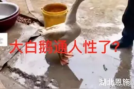 湖北：一家人逗大白鹅说要杀它，大白鹅吐血了，网友问怎么解释图片