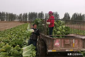 新疆三大冬菜之一白菜，今天去地里看看图片
