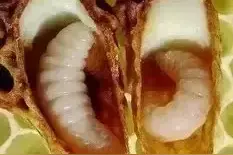 蜂王浆好啊！工蜂分泌王浆却不吃王浆，到底是太自觉还是被管制？图片