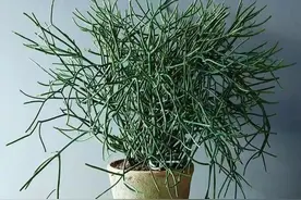 超萌多肉植物“光棍树”有毒吗？能养家里吗？种植需要注意什么？图片