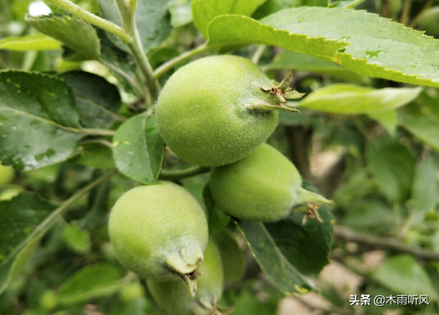 苹果膨大期，用什么肥料好？你是否了解？