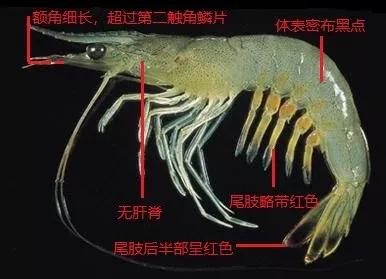 沙虾的养殖技术视频 虾类图鉴:对虾的外部结构与虾体