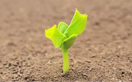 完整的土壤知识，值得收藏