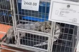 活体鳄鱼超市售价2488元 商家：人工养殖可售卖图片