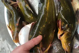 黄骨鱼的习性及食性，足够了解才能钓得更多图片