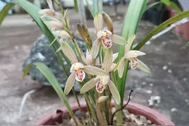 家养兰花2年从未开花？大神说：牢记关键6步，一年花开3、4茬图片