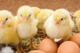 河南50岁大姐“养鸡致富”美梦破碎，有苦难言一把辛酸泪，咋回事图片