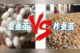 柞蚕丝和桑蚕丝有什么区别？提个醒，别用桑蚕丝价格买了柞蚕丝图片