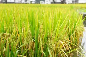 为什么农民种粮没有收益，专家：对不起（因为）你加入WTO了图片