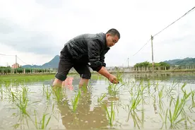 “谷雨”后  春种忙图片