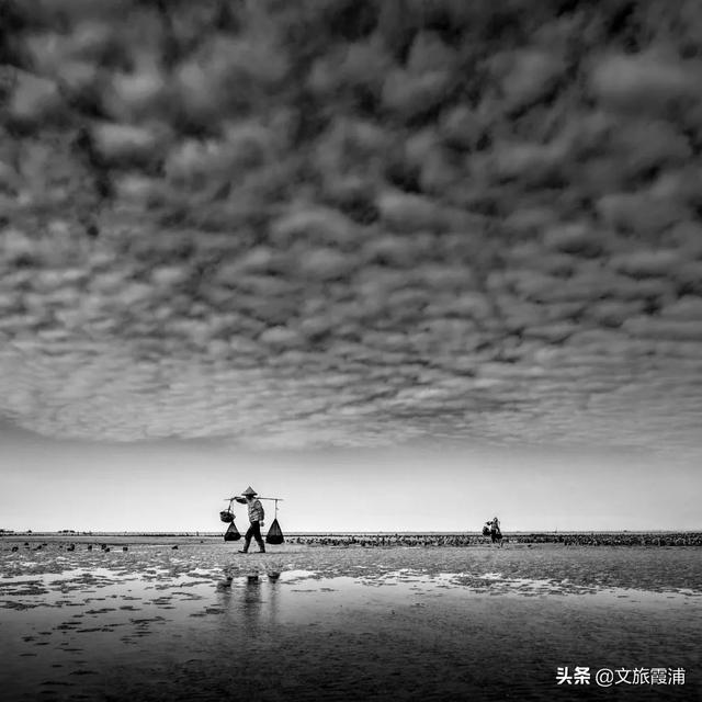 七头鳕鳘花胶多少钱 2026年鳕鳘鱼花胶多少钱一斤