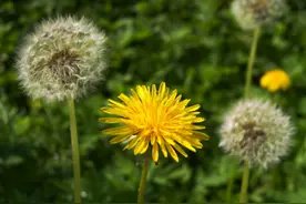 晒蒲公英茶，直接晒干就错了，还需一步“杀青”，香味更浓不发苦图片