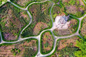 三门峡牡丹花开正艳，108个品种让你看个够图片