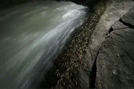 河虾会走路？成群河虾夜晚爬上岸，背后原因仍然未知图片