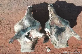 奇闻：天雷滚滚，会行走的引雷器，非洲草原长颈鹿的“悲惨鹿生”图片