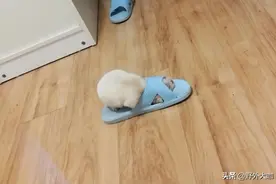 小奶狗正跟拖鞋玩耍，突然听到一声惨叫声，女主回过头后哭笑不得图片