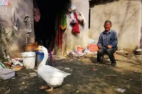 七旬独居老人一只鹅养了20年：它是俺妈留下的念想图片