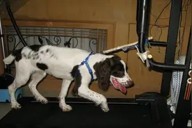 宠物狗为什么突然在家“折返跑”？多半是这4个原因，主人要清楚图片