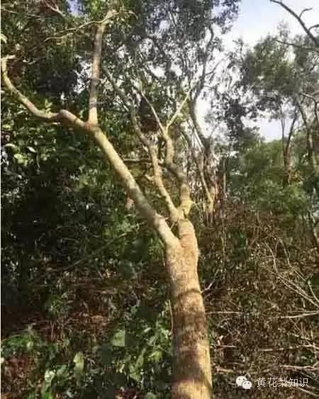 黄花梨的四大领域的用途及作用