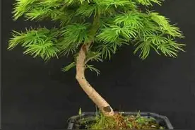 你知道松树分类吗？图片