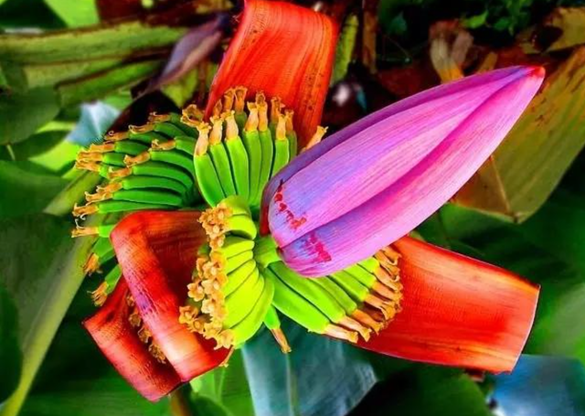 白玉枇杷和青种枇杷的区别（原产于我国的反常识水果）