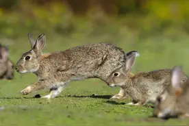 澳洲除兔史：还原野兔的发展过程，及控制“兔灾”的手段图片