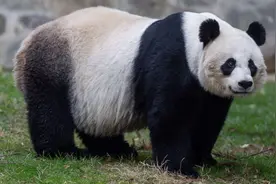 中国租给美国的熊猫生老四了，她合约年底到期，美国人民舍得放手吗？图片